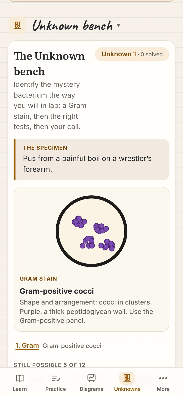 The Unknown bench: a Gram stain shows purple cocci in clusters from a mystery specimen